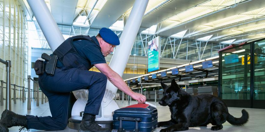 Hond ruikt aan koffer