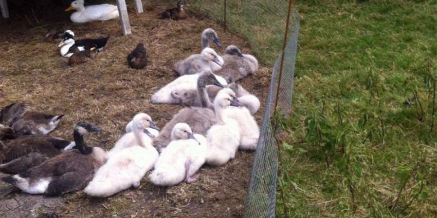NVWA neemt 10 jonge knobbelzwanen in beslag bij zwanendrifter