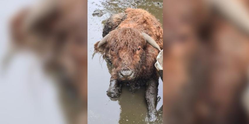 Ernstig verwaarloosde koeien in bewaring genomen