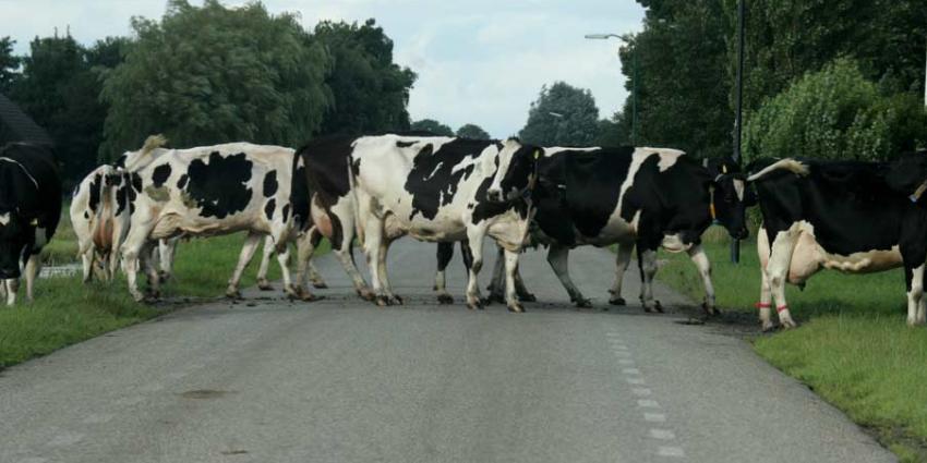 Brabants dorpje Bladel overspoelt met losgebroken koeien