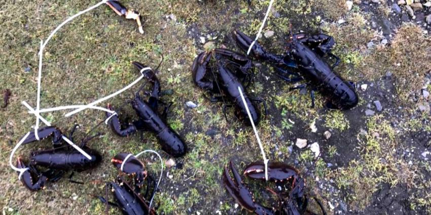 Met kreeften betrapte duiker keert zich tegen politie