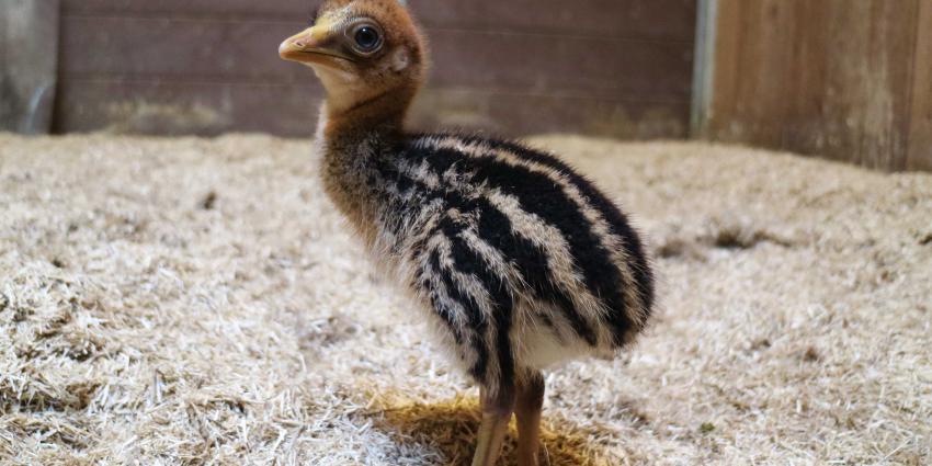 kasuaris uit ei gekropen in DierenPark Amersfoort