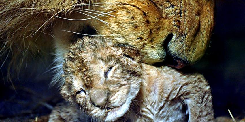 Foto van leeuwin met pasgeboren welp | GaiaZOO