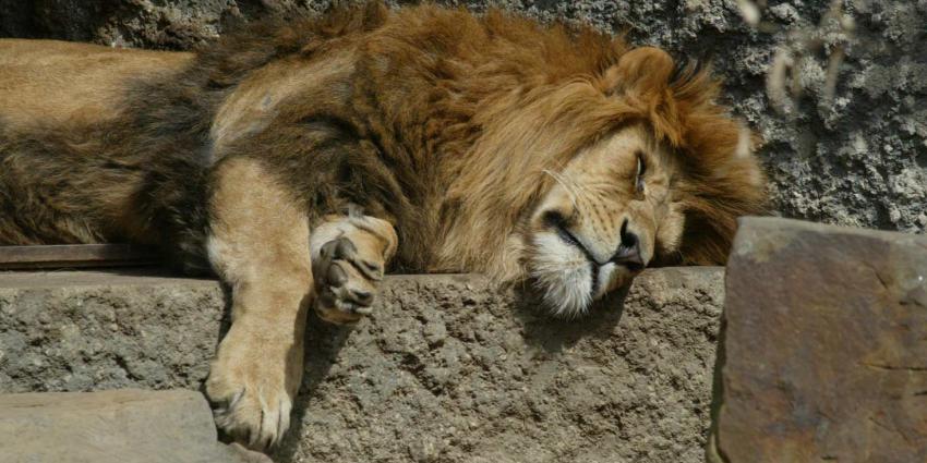 Iconische leeuw overleden in ARTIS