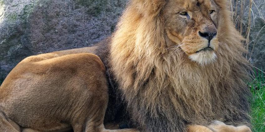 dierenpark, amersfoort, koningsdag