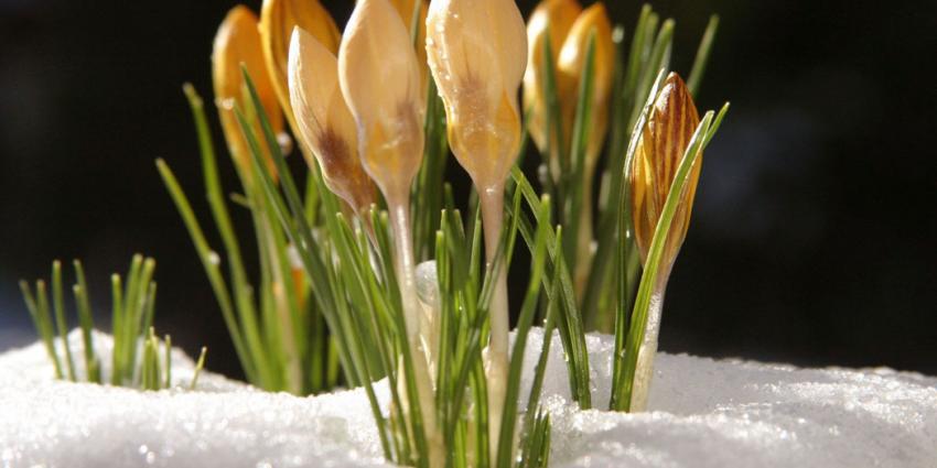 Lente in natuur al begonnen