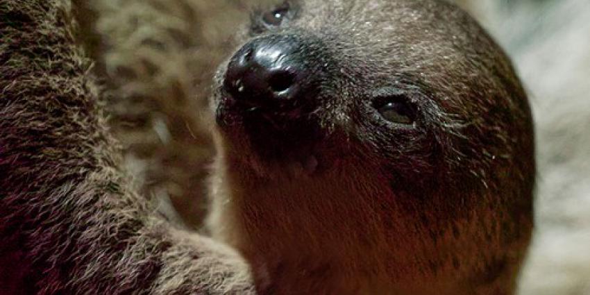 geslacht, kleine luiaard, dierenpark Amersfoort