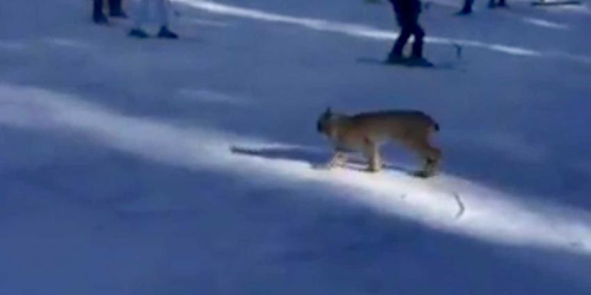 Kijk links een lynx op de skipiste!