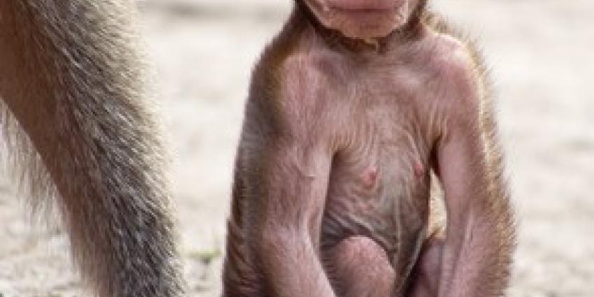 Drie mantelbavianen geboren in DierenPark Amersfoort