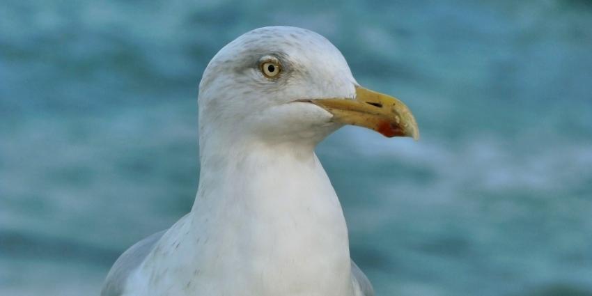 Broedende meeuwen mogen na uitspraak rechtbank niet worden bestreden
