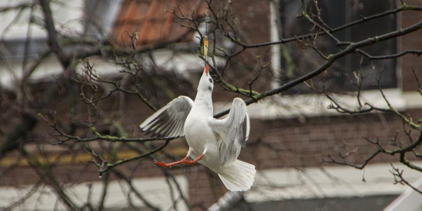 In Schiedam heeft een meeuw het zichzelf knap lastig gemaakt. 