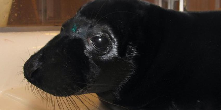 Unieke zwarte zeehondenpup in Zeehondencrèche Pieterburen