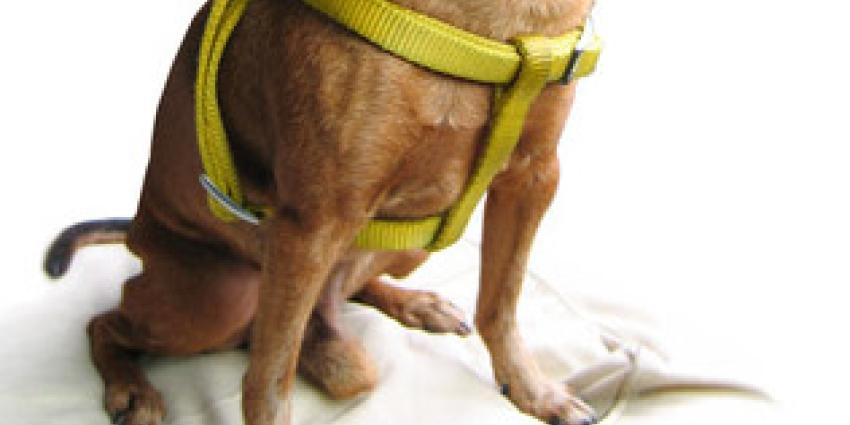 Hondje doodgereden op zebrapad