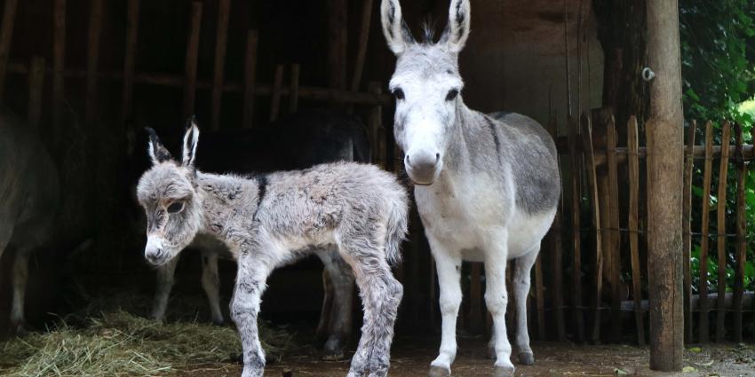 moeder polly en jong een paar uur na de bevalling