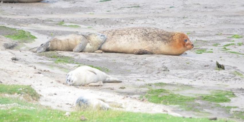 Zeehondenpups hebben behoefte aan rust, geen opvang 