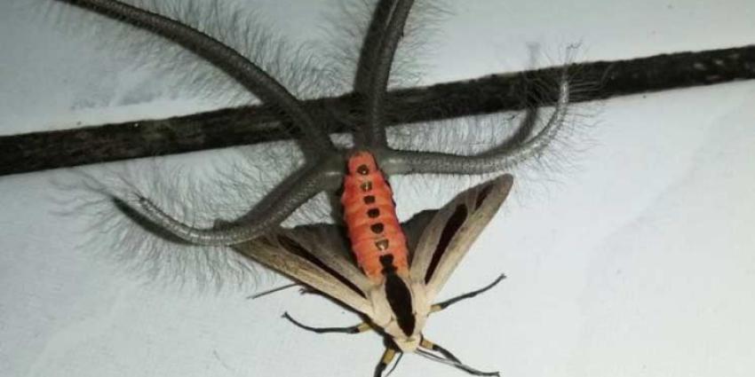 Bizare mot met tentakels gespot