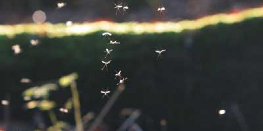 Erasmus MC helpt mee in onderzoek naar zika-virus