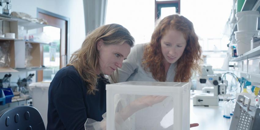 Focus-presentator Petra Grijzen laat zich in bijzijn van entomoloog Charlotte Linthout bijten door een mug 