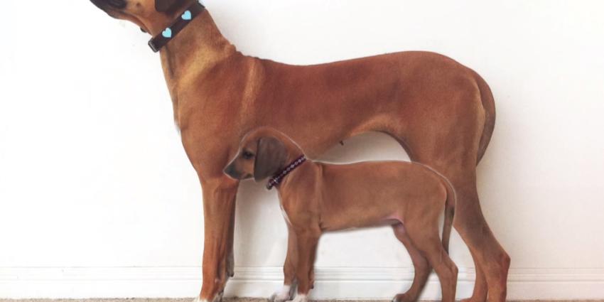 Hond groeit van pup tot drie jaar in 23 seconden