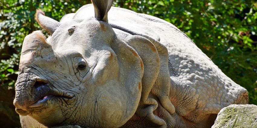 Indische neushoorn Zimon overleden in DierenPark Amersfoort