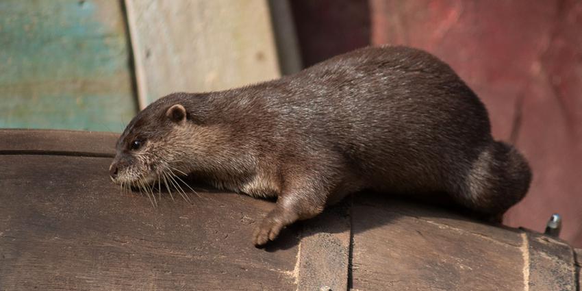Twee otterbroertjes gearriveerd in DierenPark Amersfoort 
