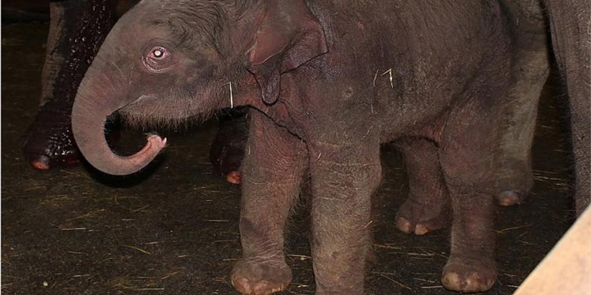 Olifantenjong geboren in Dierenpark Emmen