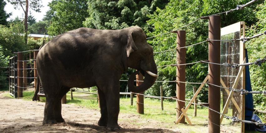 Dierenpark houdt olifant spiegel voor