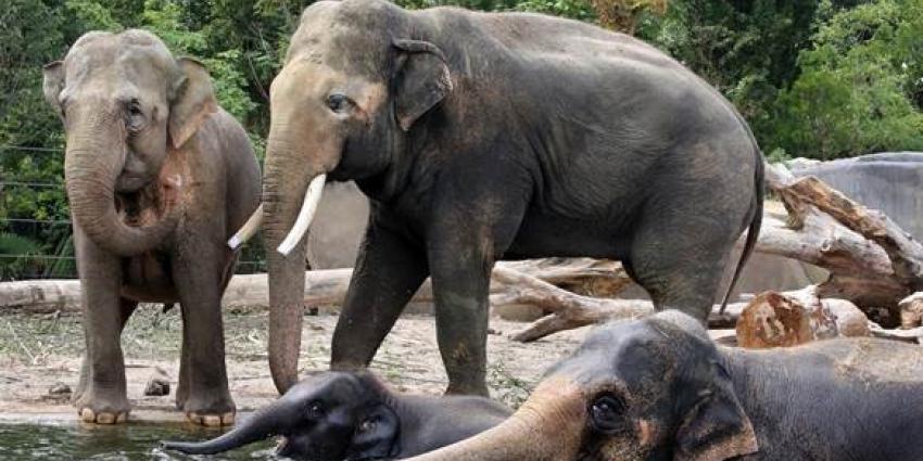 Recordaantal bezoekers in ARTIS