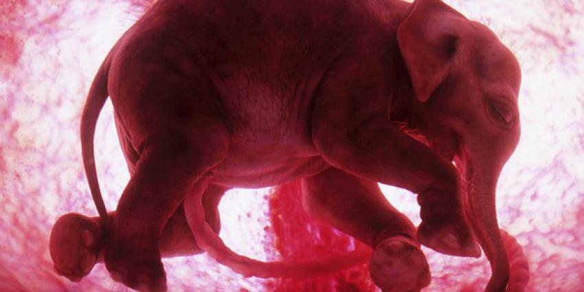 Artis verwacht olifantje 