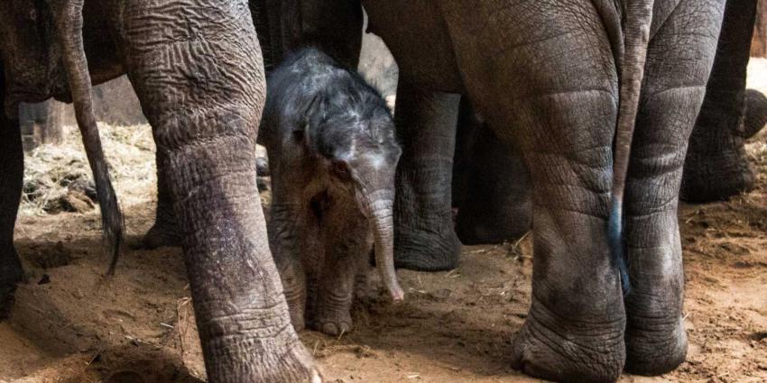 Olifantje zaterdagavond snel geboren in DierenPark Amersfoort  