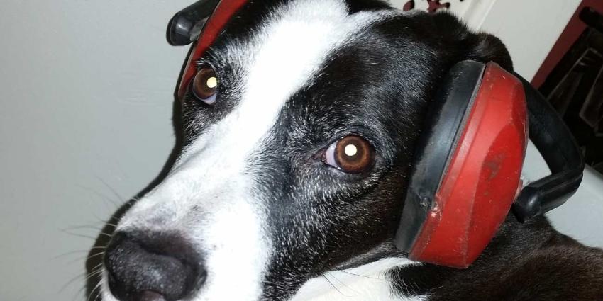 Zo overleeft je huisdier oud en nieuw