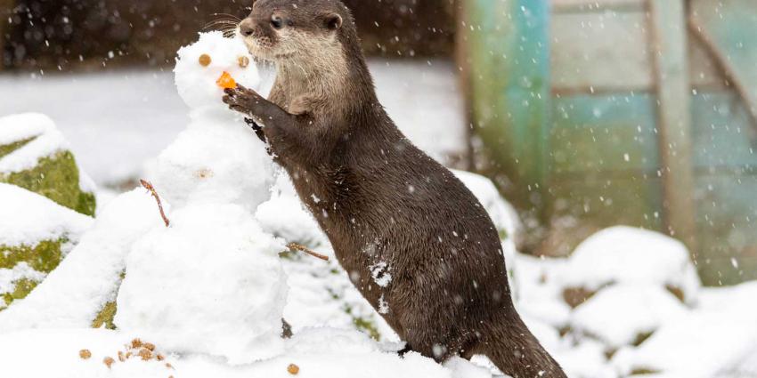 Ook sneeuwpret voor de dieren in DierenPark Amersfoort 