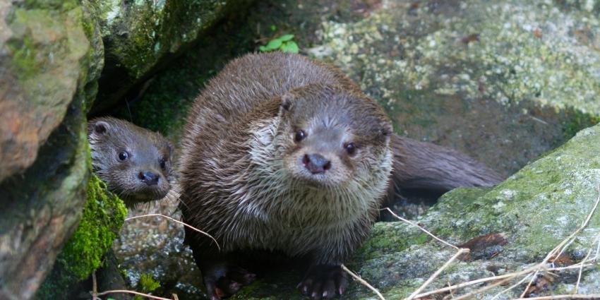 Otter in bebouwde kom Leeuwarden 