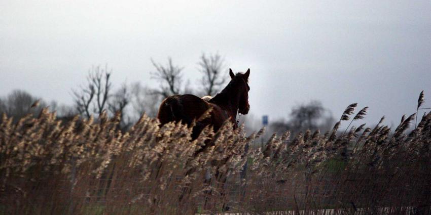 NVWA constateert gesjoemel met paardensperma