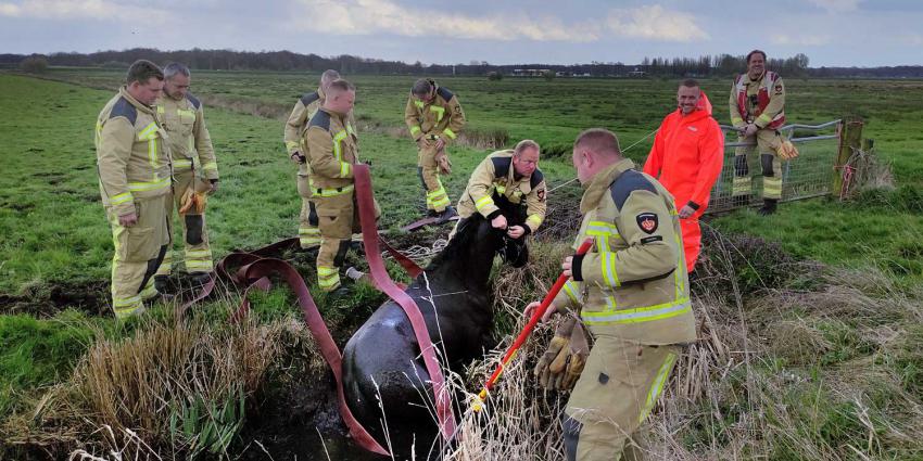 Brandweer Redt Paard Uit De Sloot | Blik Op Nieuws