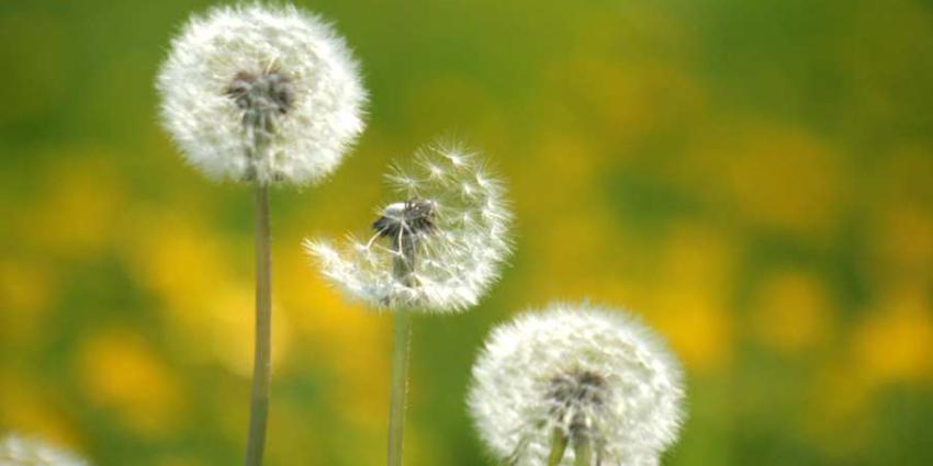Moleculair ‘samoeraizwaard’ controleert plantengroei
