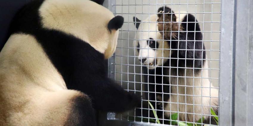 Panda&#039;s ontmoeten elkaar voor het eerst