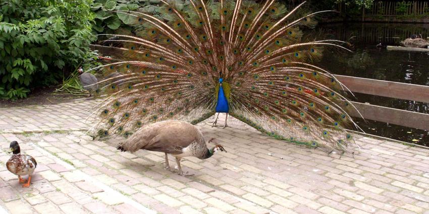 pauw-eend-kinderboerderij