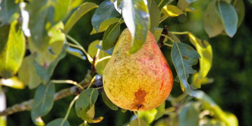 perenboom