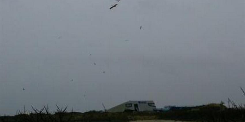 Foto van 2 vliegende roze pelikanen | Ted Sluijter/Natuurmonumenten