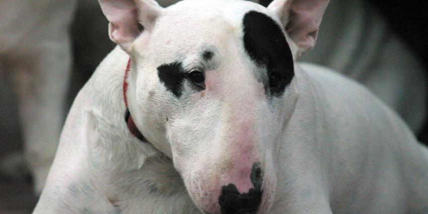 Zes honden doden labrador in Katwijk. Agent schiet op hond