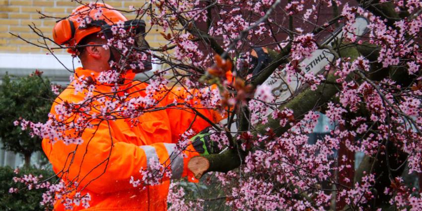 prunus-brandweer-kettingzaag