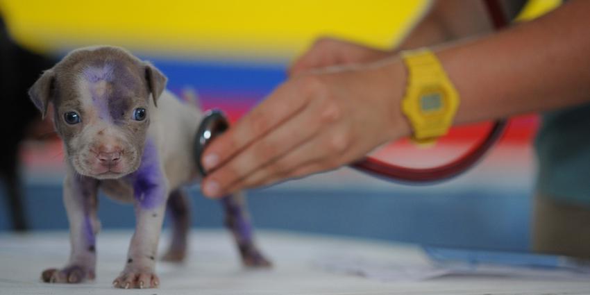 Puppy bij dierenarts