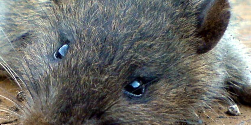 Zwemverbod Gelderse plas na meldingen ziekte van Weil