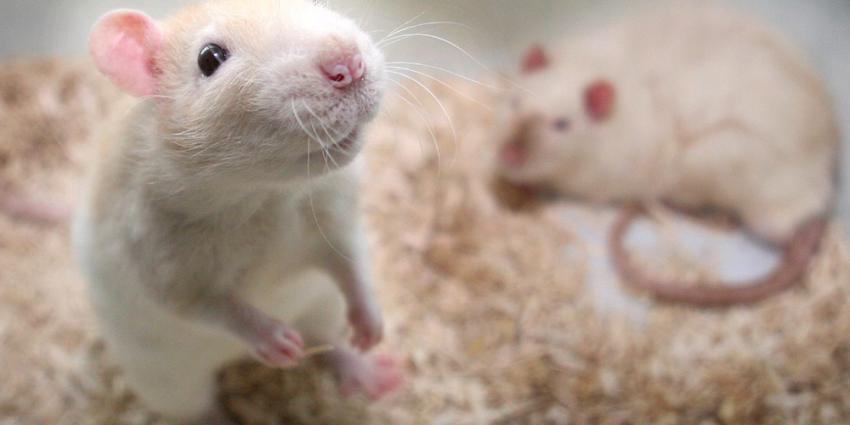 Huisdierenlijst met 200 zoogdieren ingekort