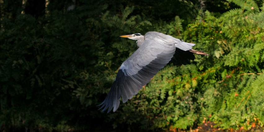 reiger-vliegen-natuur