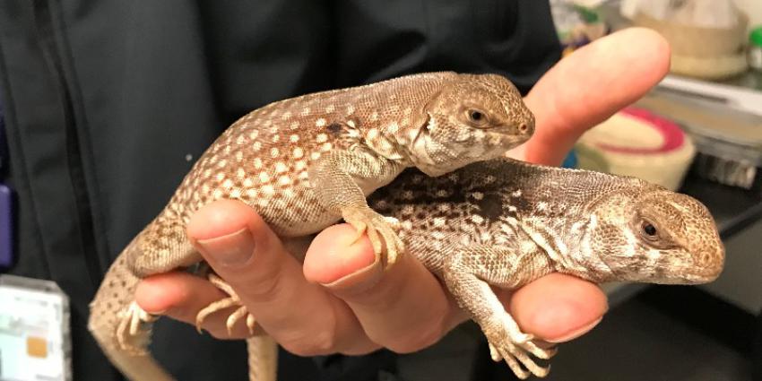 In beslag genomen reptielen