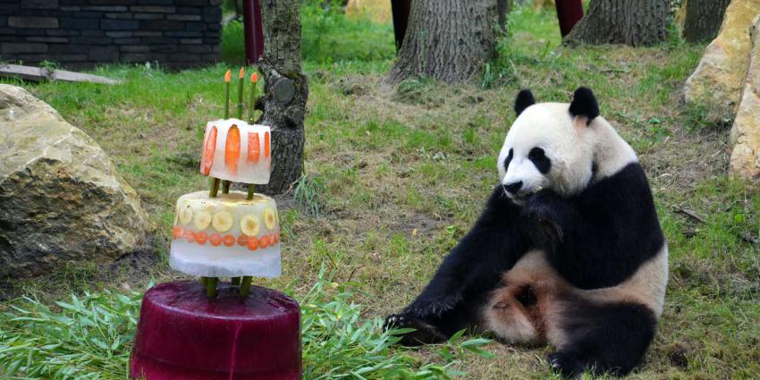 IJstaart voor jarige reuzenpanda’s Xing Ya &amp; Wu Wen 