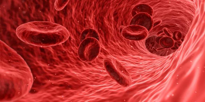 rode-bloedcel
