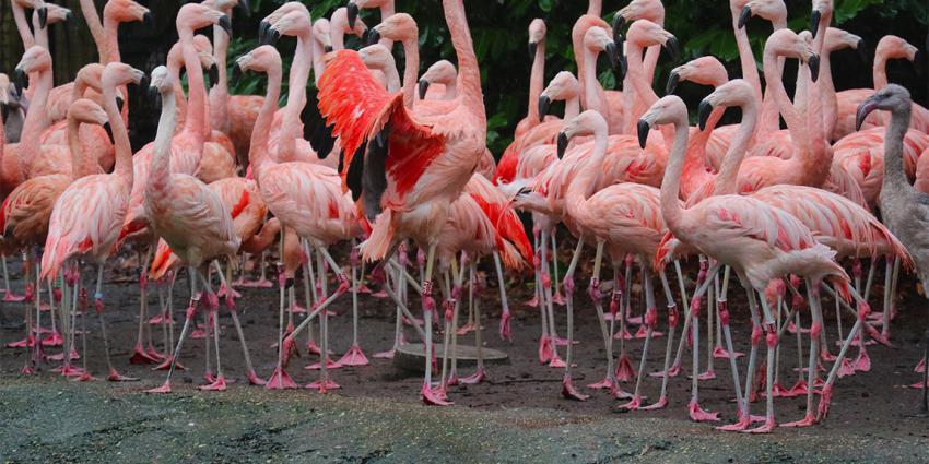Nieuwe flamingo's in Dierenpark Amersfoort 